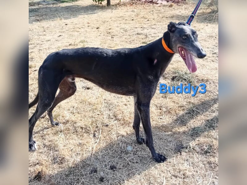 Buddy3 geb. 12/2021 (ESP) - verschmuster Greyhound der endlich ein gutes Leben verdient hat!