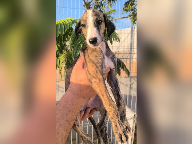 Dakota - niedlicher Greyhound-Welpe aus Spanien