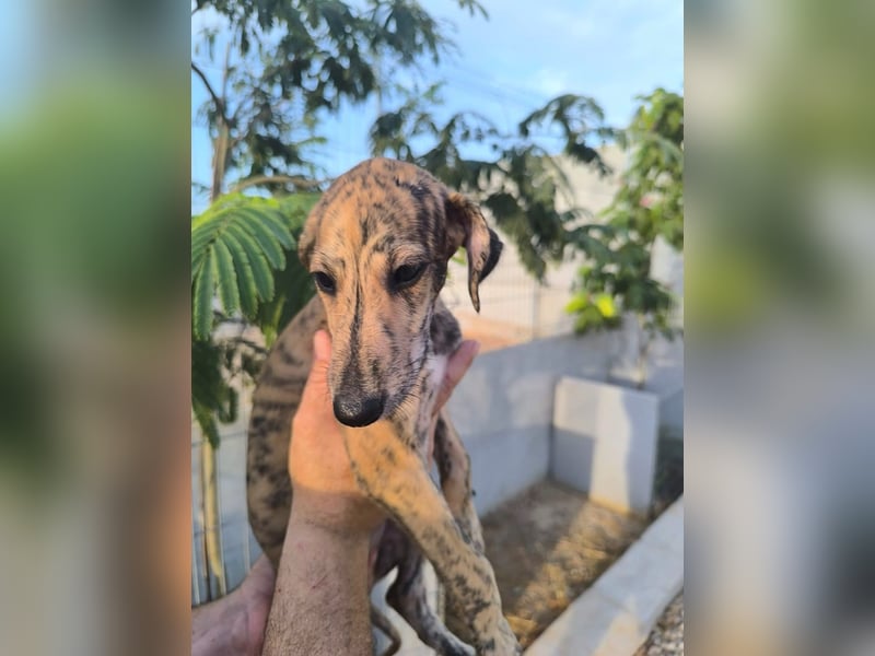 Senta - süßes Greyhound-Mädchen aus Spanien