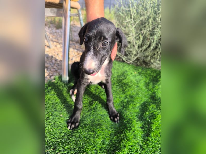 Benito - süßer Greyhound-Welpe aus Spanien
