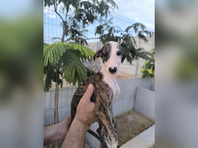 Summer - verspieltes Greyhound-Mädchen aus Spanien