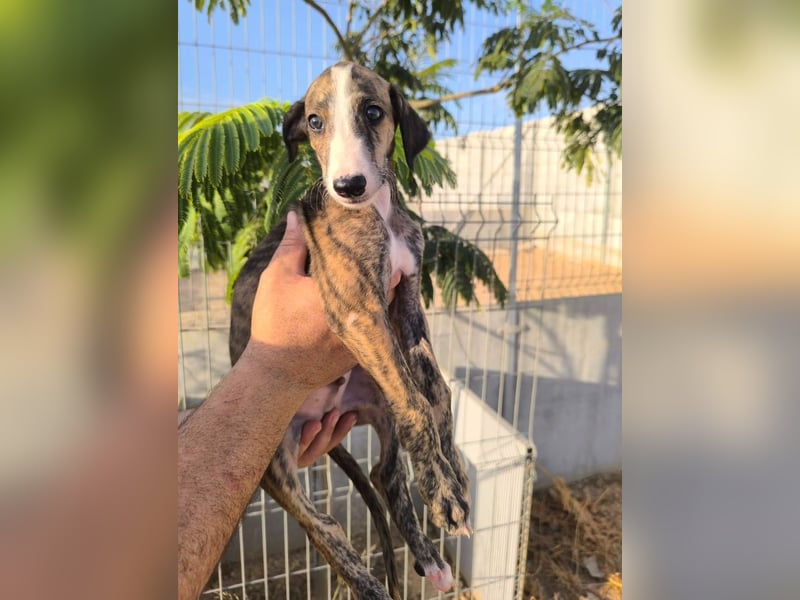 Dakota - niedlicher Greyhound-Welpe aus Spanien