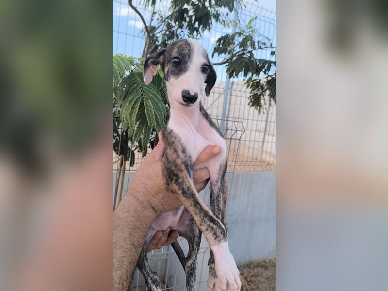Summer - verspieltes Greyhound-Mädchen aus Spanien