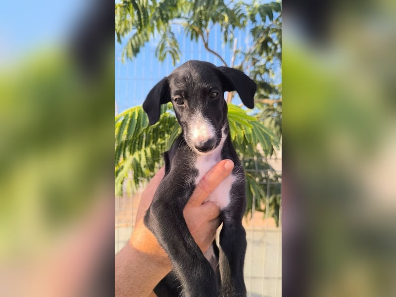 Benito - süßer Greyhound-Welpe aus Spanien