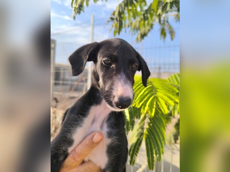 Benito - süßer Greyhound-Welpe aus Spanien