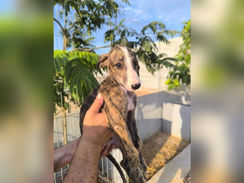 Dakota - niedlicher Greyhound-Welpe aus Spanien