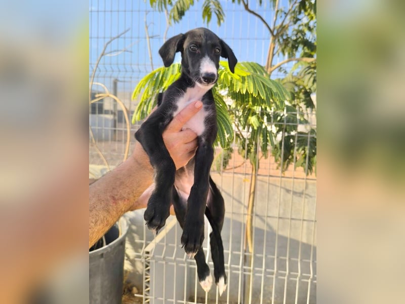 Benito - süßer Greyhound-Welpe aus Spanien