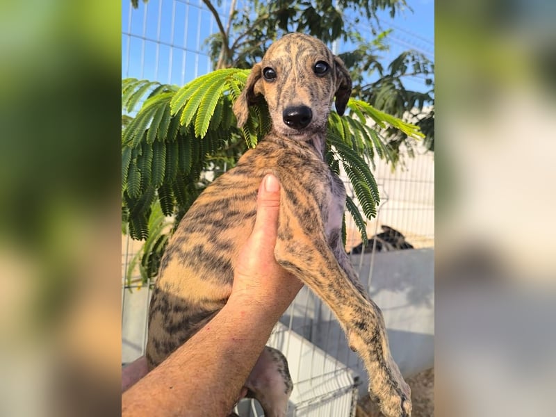 Sedan - verspielter Greyhound-Welpe aus Spanien