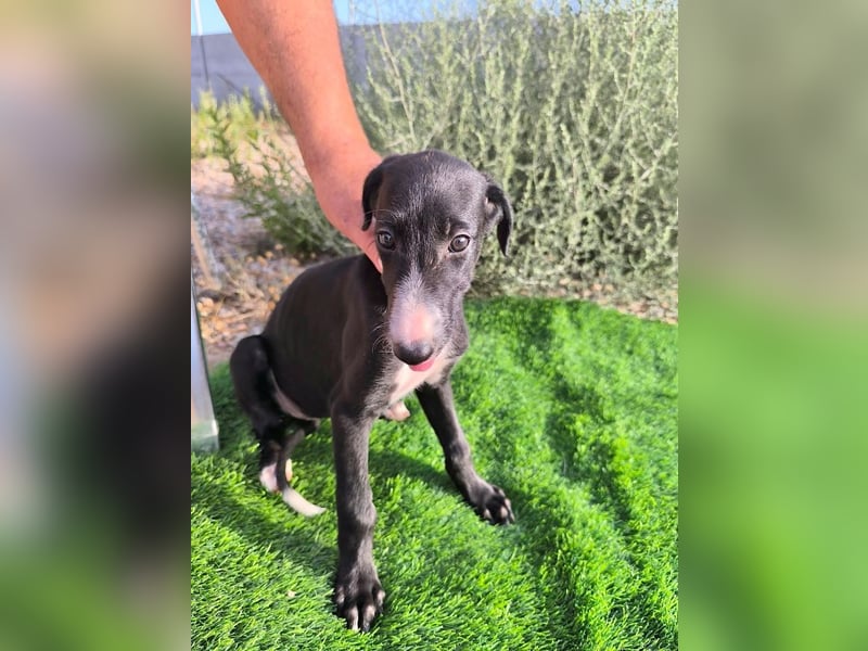 Benito - süßer Greyhound-Welpe aus Spanien