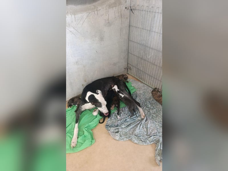 Benito - süßer Greyhound-Welpe aus Spanien