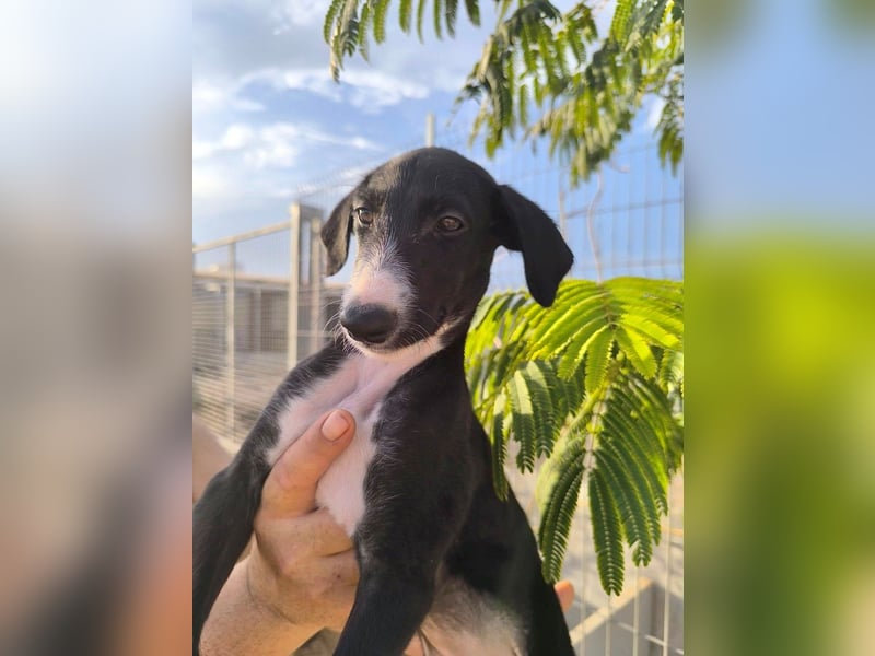 Benito - süßer Greyhound-Welpe aus Spanien