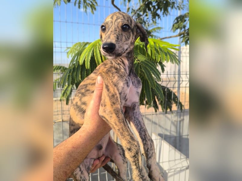 Sedan - verspielter Greyhound-Welpe aus Spanien