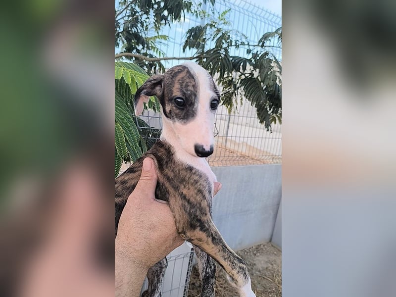 Summer - verspieltes Greyhound-Mädchen aus Spanien