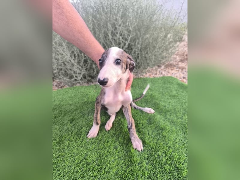 Summer - verspieltes Greyhound-Mädchen aus Spanien