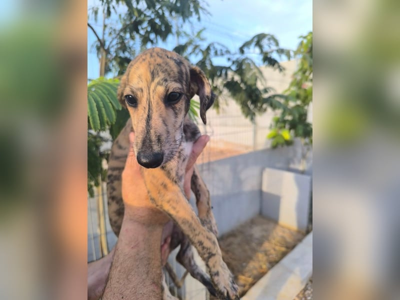 Senta - süßes Greyhound-Mädchen aus Spanien