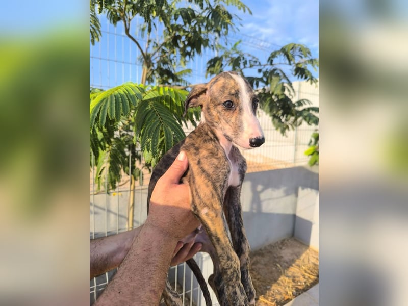 Dakota - niedlicher Greyhound-Welpe aus Spanien