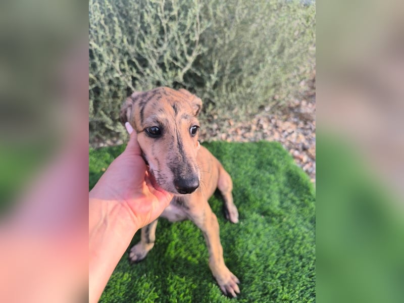 Senta - süßes Greyhound-Mädchen aus Spanien