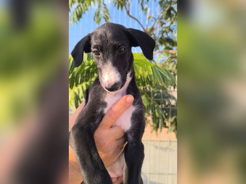 Benito - süßer Greyhound-Welpe aus Spanien