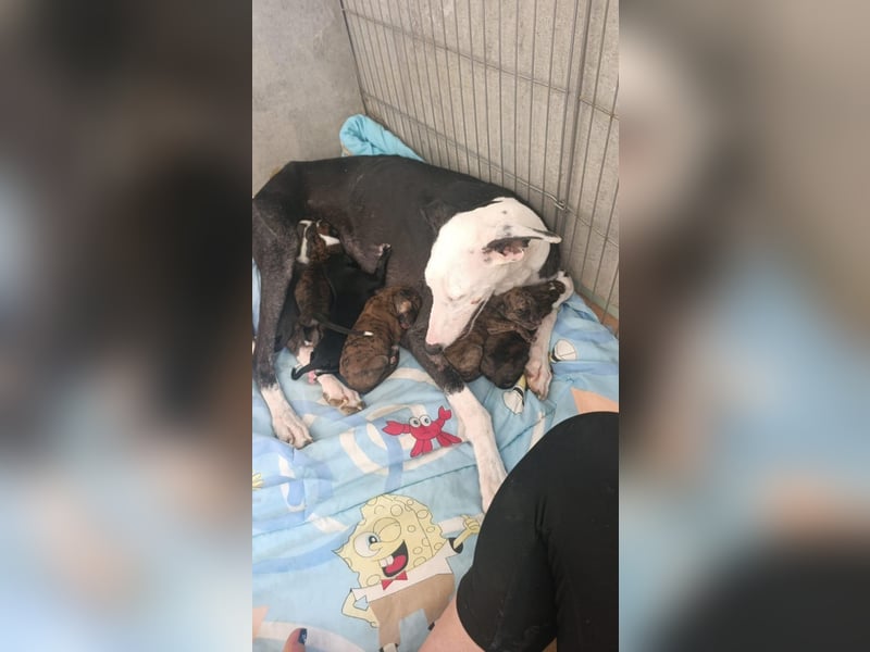Summer - verspieltes Greyhound-Mädchen aus Spanien