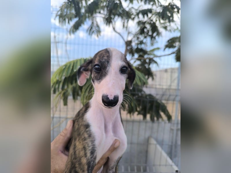Summer - verspieltes Greyhound-Mädchen aus Spanien