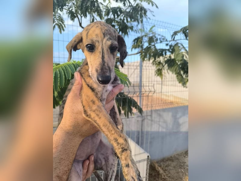 Senta - süßes Greyhound-Mädchen aus Spanien
