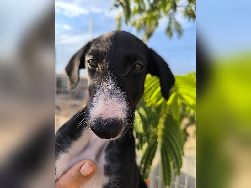 Benito - süßer Greyhound-Welpe aus Spanien