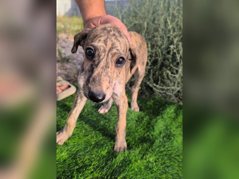 Sedan - verspielter Greyhound-Welpe aus Spanien