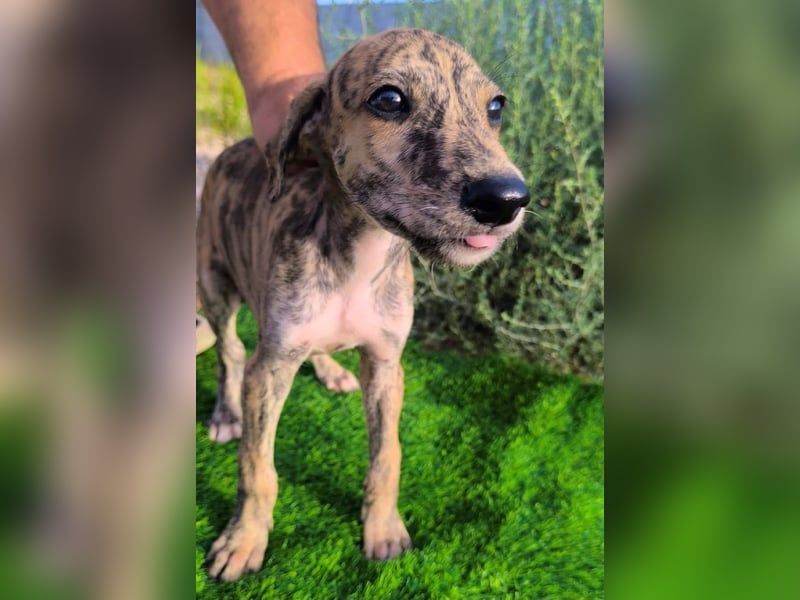 Sedan - verspielter Greyhound-Welpe aus Spanien
