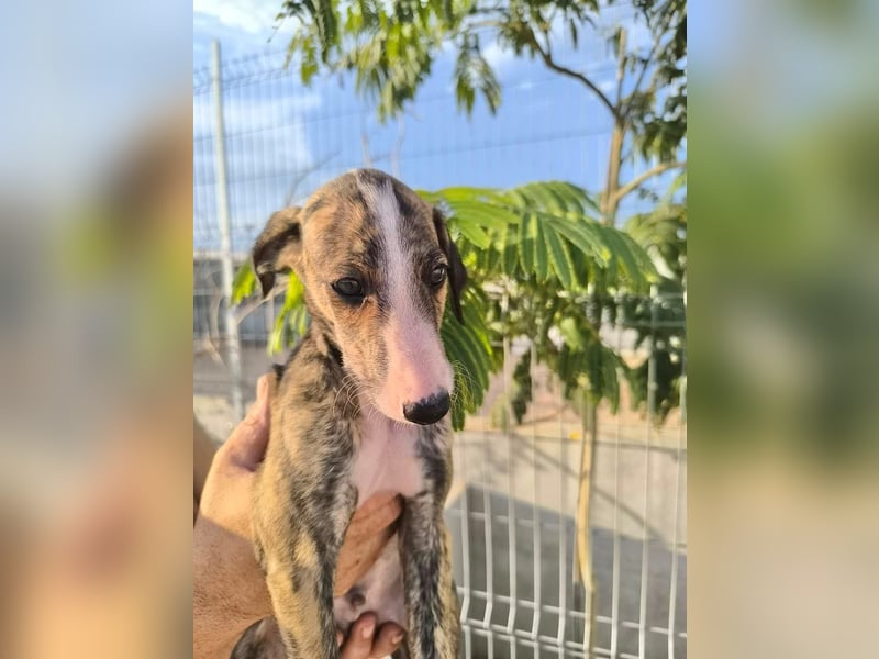 Dakota - niedlicher Greyhound-Welpe aus Spanien