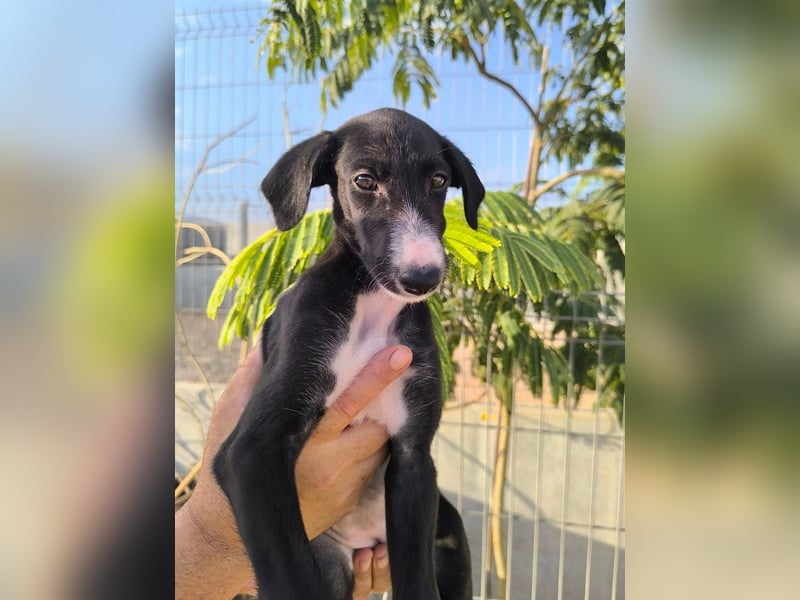 Benito - süßer Greyhound-Welpe aus Spanien