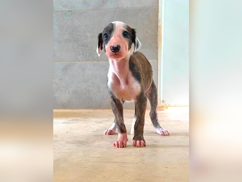 Summer - verspieltes Greyhound-Mädchen aus Spanien