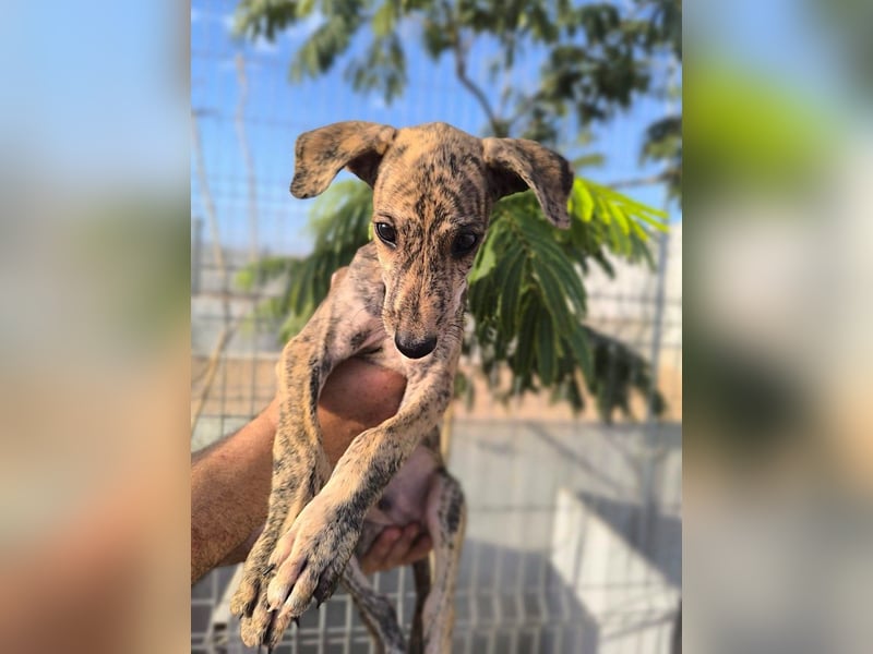 Sedan - verspielter Greyhound-Welpe aus Spanien