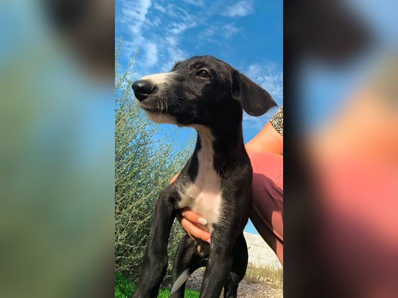 Benito - süßer Greyhound-Welpe aus Spanien