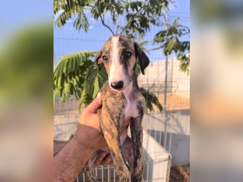 Dakota - niedlicher Greyhound-Welpe aus Spanien