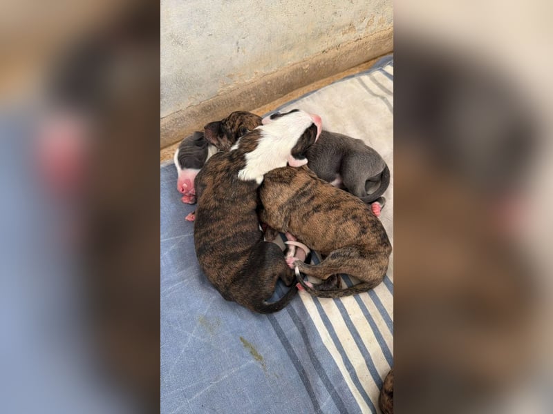 Senta - süßes Greyhound-Mädchen aus Spanien
