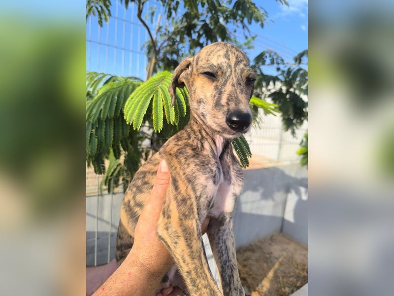 Sedan - verspielter Greyhound-Welpe aus Spanien