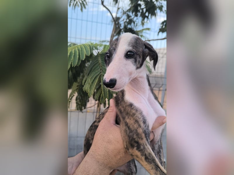 Summer - verspieltes Greyhound-Mädchen aus Spanien