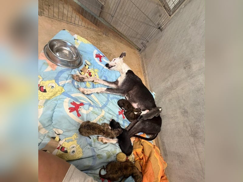 Senta - süßes Greyhound-Mädchen aus Spanien