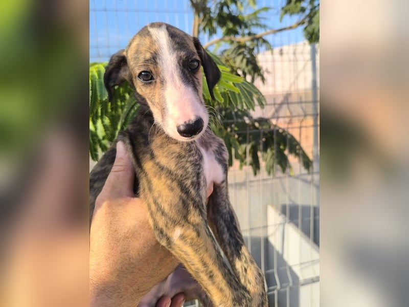 Dakota - niedlicher Greyhound-Welpe aus Spanien
