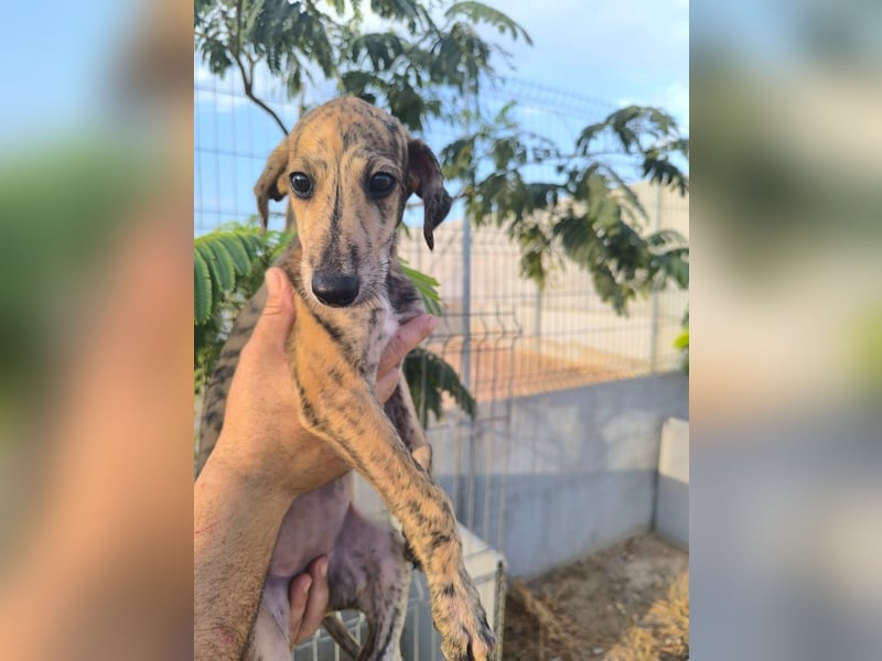 Senta - süßes Greyhound-Mädchen aus Spanien