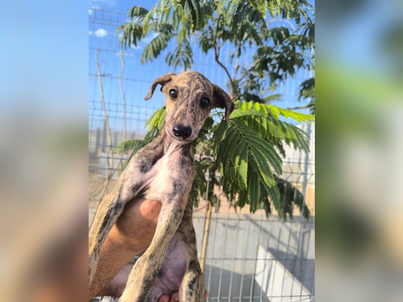 Sedan - verspielter Greyhound-Welpe aus Spanien
