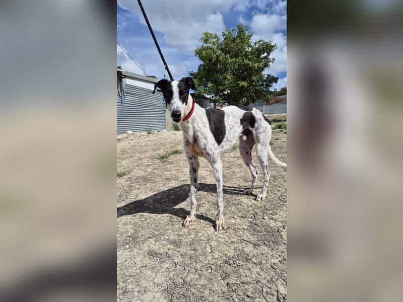 Conan, sucht seine Familie