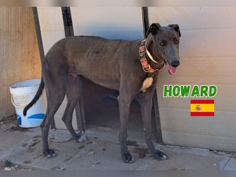 Howard,geb.05/24,sozialer Greyhound Rüde sucht seine Familie