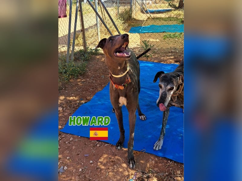 Howard,geb.05/24,sozialer Greyhound Rüde sucht seine Familie