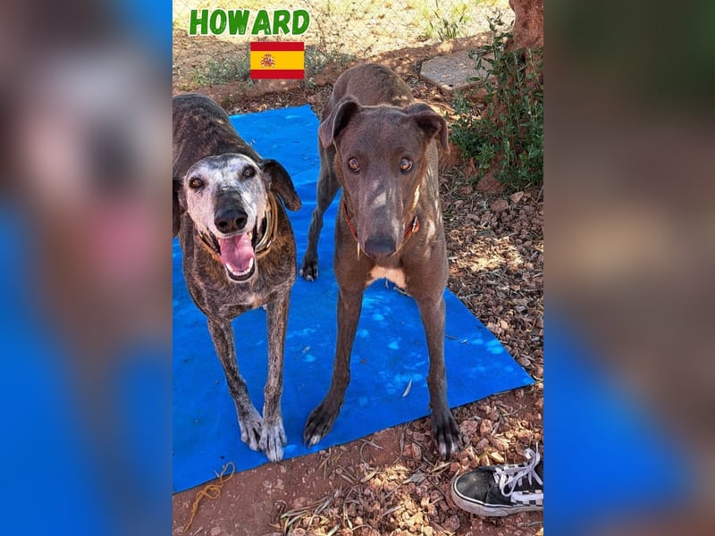 Howard,geb.05/24,sozialer Greyhound Rüde sucht seine Familie