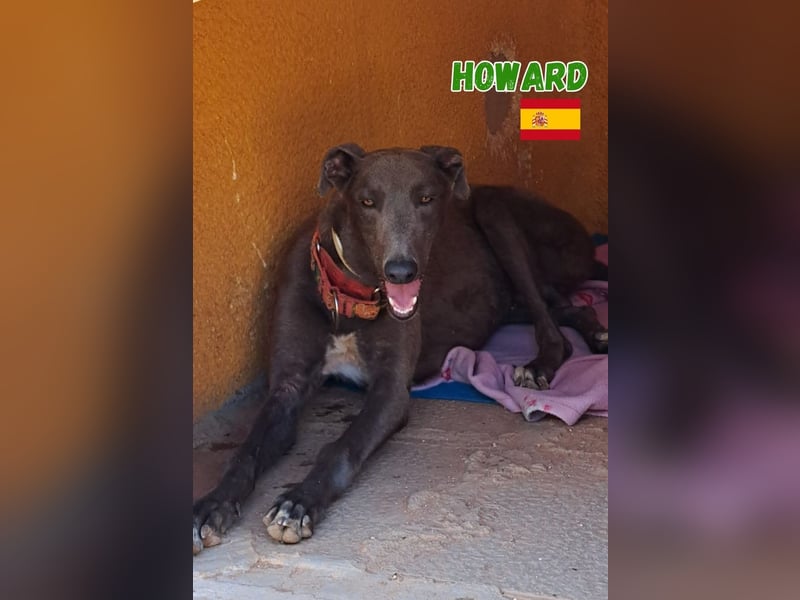 Howard,geb.05/24,sozialer Greyhound Rüde sucht seine Familie
