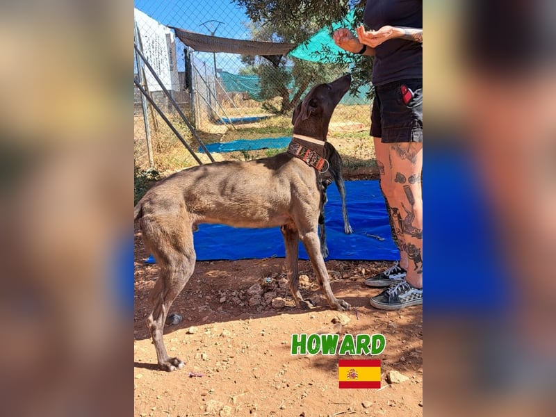 Howard,geb.05/24,sozialer Greyhound Rüde sucht seine Familie