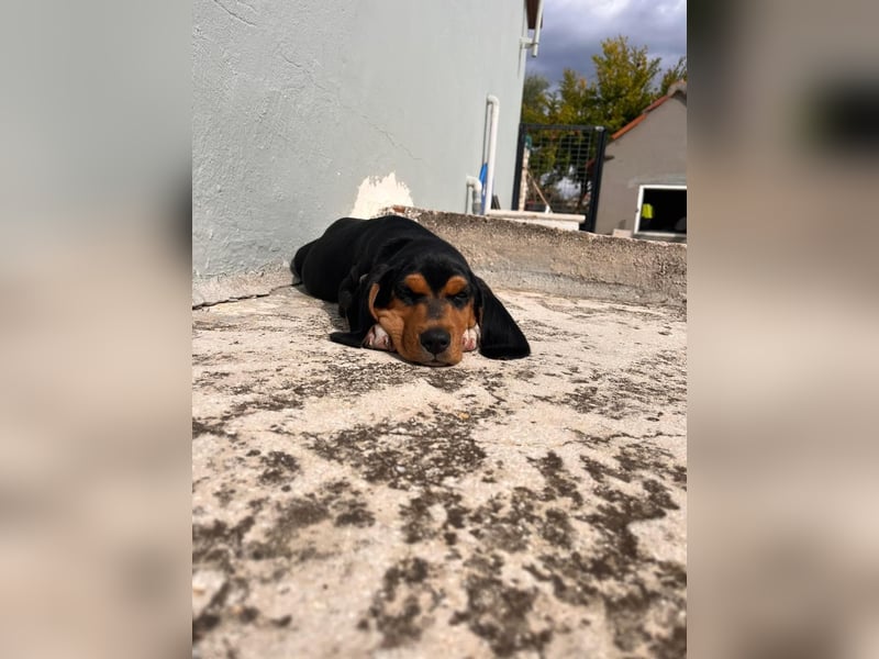 Lio sucht sein Für-immer-Zuhause