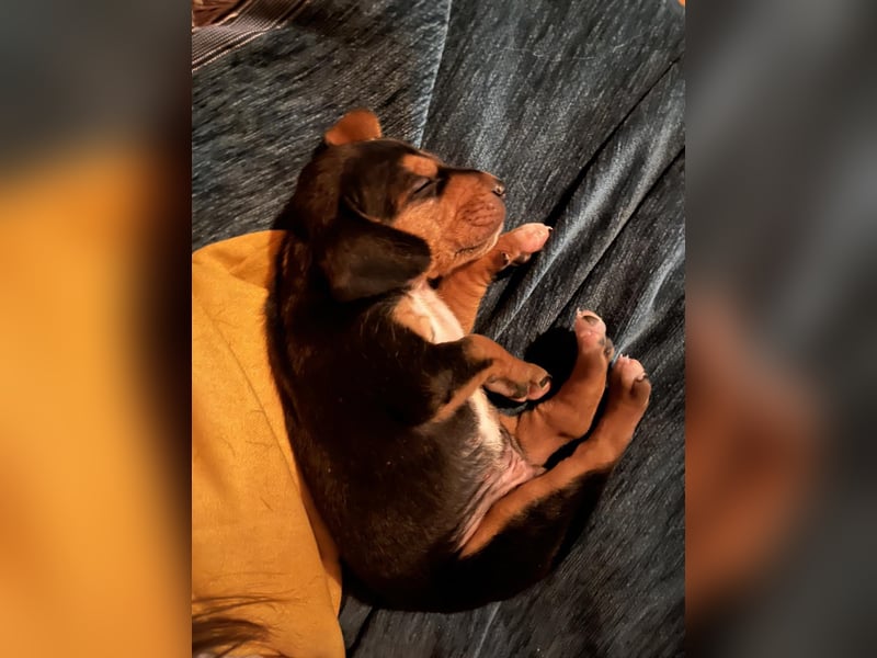 Lio sucht sein Für-immer-Zuhause