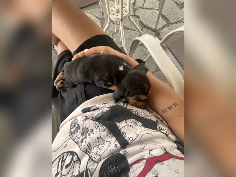 Lio sucht sein Für-immer-Zuhause